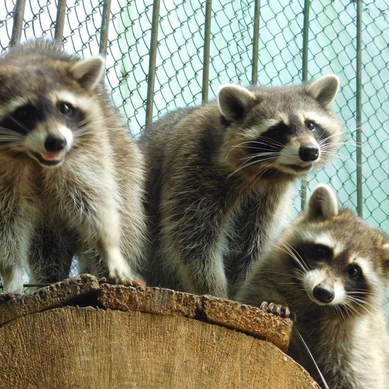 Galerie foto: Peste 160 de specii de animale și păsări la Grădina Zoo din Târgoviște