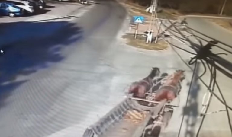 DÂMBOVIŢA: VIDEO | Momentul în care doi cai scăpaţi de sub control zdrobesc un biciclist. Bărbatul a fost transportat de urgenţă la Bucureşti