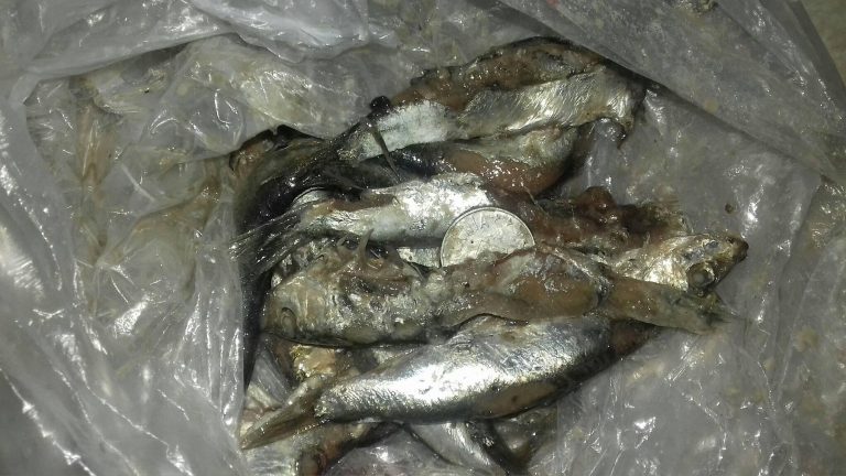 TÂRGOVIŞTE: Hamsii vechi şi prăpădite în piaţă | FOTO