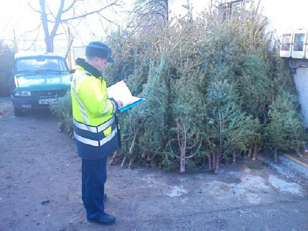 Pomi de Crăciun împodobiţi cu… amenzi