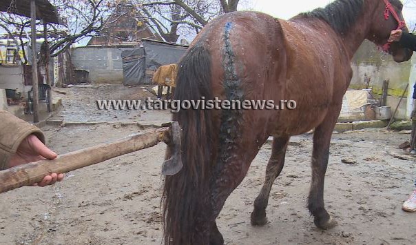 Cruzime fără margini în Dâmboviţa! Doi cai, tăiaţi cu toporul