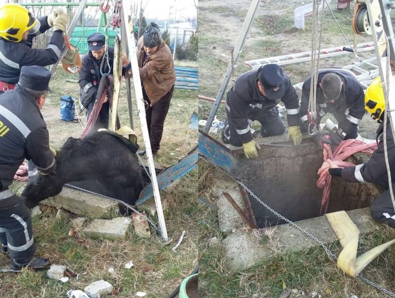 MORENI: Cal căzut într-un canal, salvat de pompieri