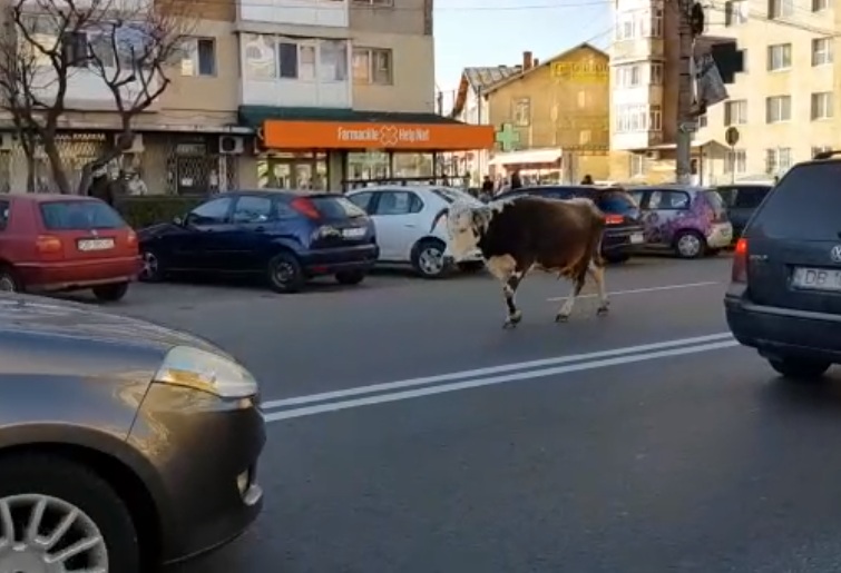 O vacă s-a plimbat nestingherită pe mijlocul unei străzi din Târgovişte. Cine este proprietarul bovinei | FOTO