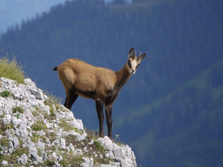 Autoritățile au dat undă verde pentru vânătoarea de capre negre sau hermeline, animale pe cale de dispariție. Vânătorii își fac de cap