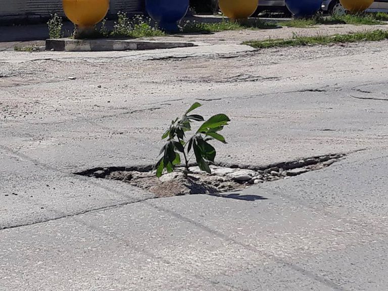 La Moreni se plantează flori în gropile din asfalt | FOTO