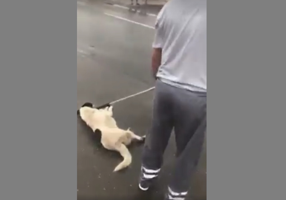 Bărbatul merge la adăpost și adoptă un câine: Dar într-o 