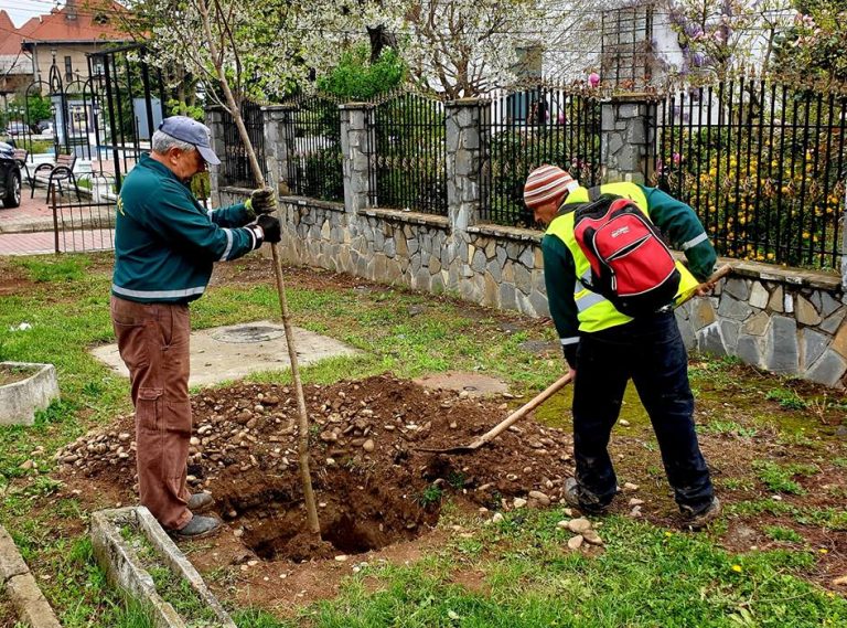 Zeci de castani plantaţi pe Bulevardul Regele Carol I din Târgoviște