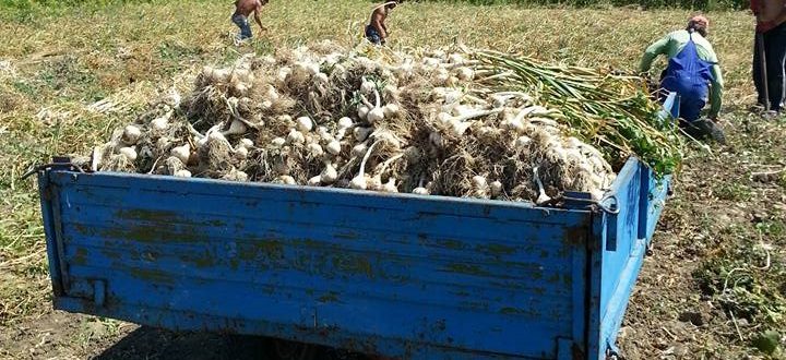 Ce condiții trebuie să îndeplinească legumicultorii care vor să se înscrie în programul-premieră ”Usturoiul”