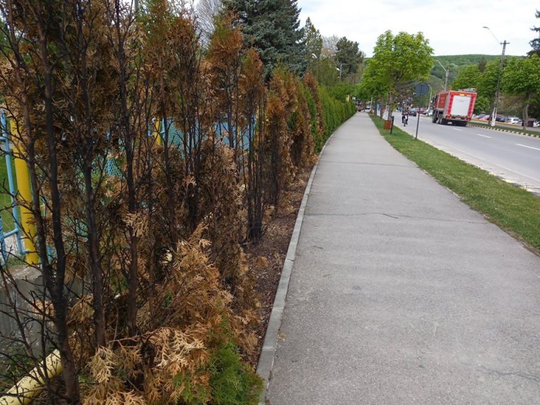 Gest condamnabil. Arbuști de tuia incendiați la Moreni | FOTO