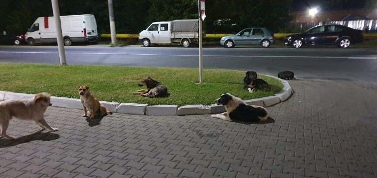 La Pucioasa, încă un pas spre rezolvarea problemei câinilor fără stăpân