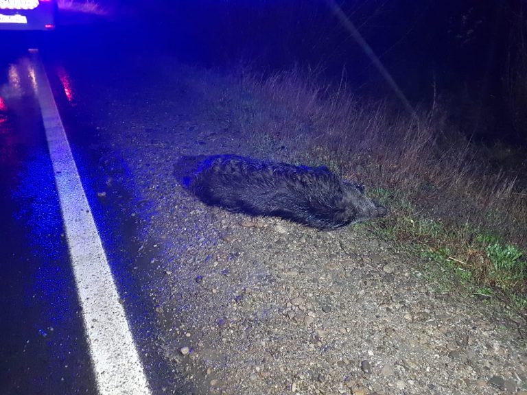 Clipe de groază pentru un șofer din Găești! A intrat cu mașina într-o turmă de porci mistreți