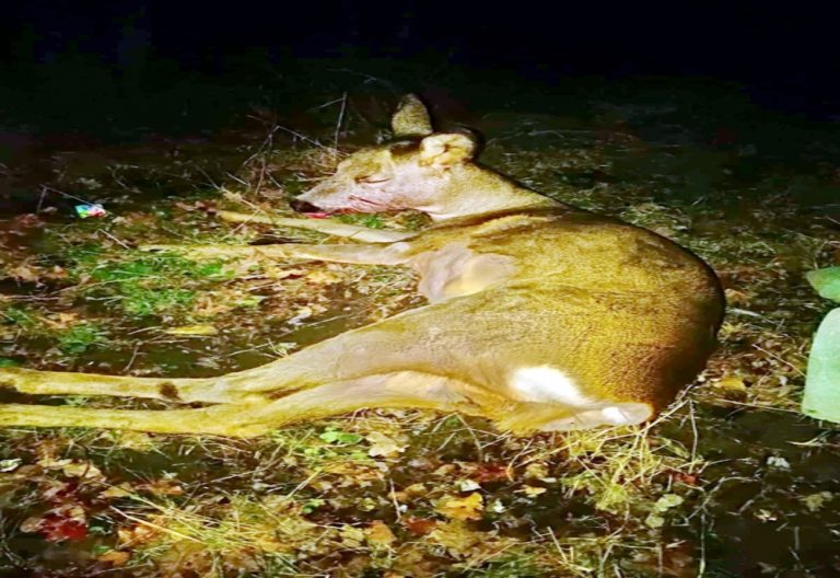 Căprioară salvată de pompierii dâmbovițeni