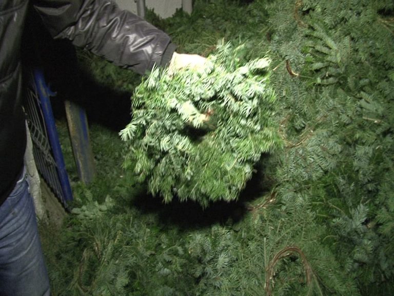 Un dâmbovițean a fost prins în Argeș cu 3000 de coronițe de brad fără documente legale