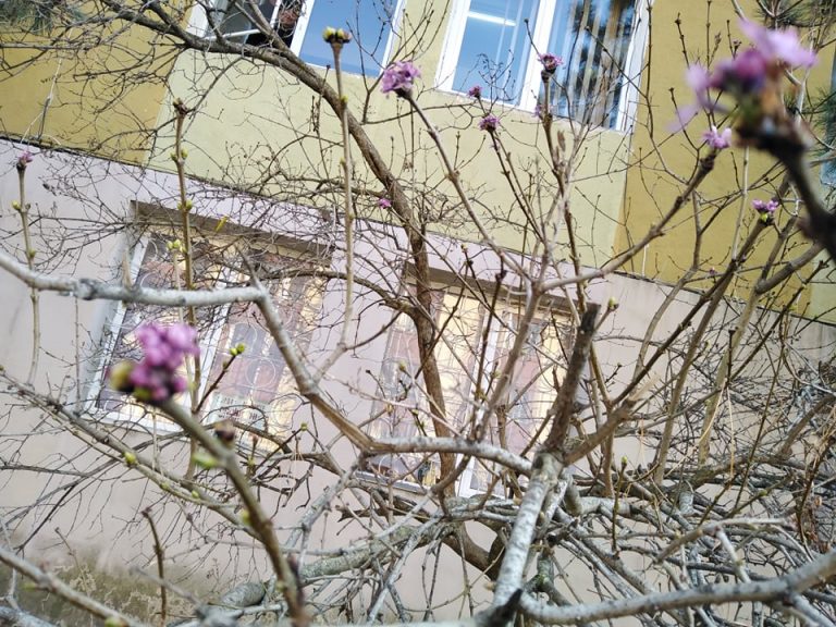 La Târgoviște, a înflorit liliacul în decembrie, în ciuda temperaturilor scăzute