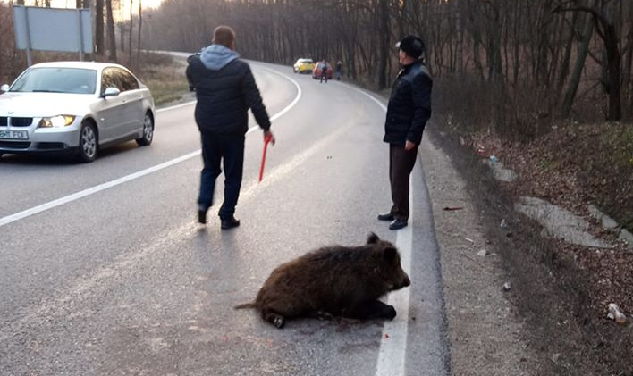 Accident neobișnuit pe DN 72. Un porc mistreț a fost lovit în plin de un autoturism