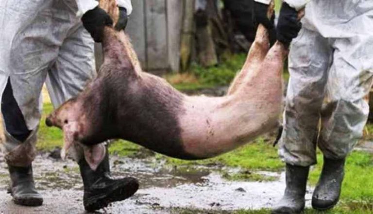 De neoprit! Pesta porcină africană a lovit din nou județul Dâmbovița