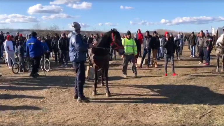 Cruzimile față de animale continuă, de data asta în Dâmbovița. Dosar penal după Botezul cailor de la Mogoșești