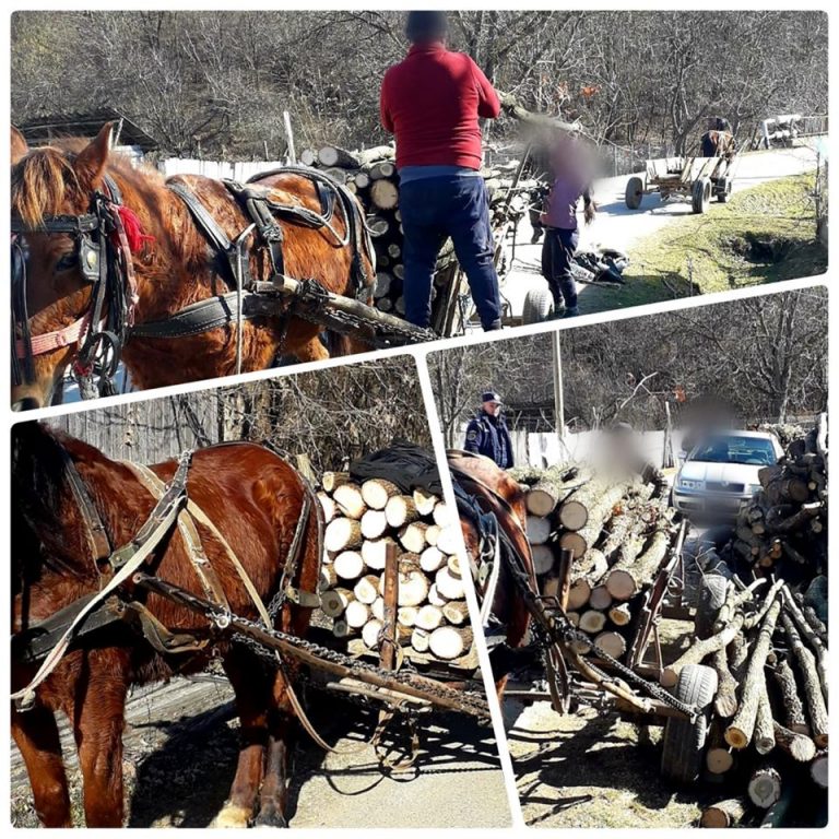 Jandarmii dâmbovițeni, din nou pe urmele hoților de lemn din Valea Mare