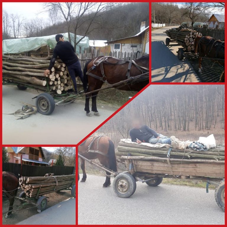 Valea Mare: Sancțiuni aplicate de jandarmi pentru transportul de material lemnos fără acte