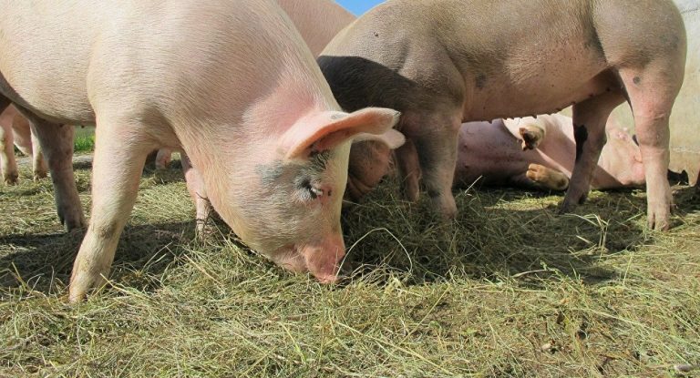 Un nou focar de pestă porcină a fost confirmat în Dâmbovița