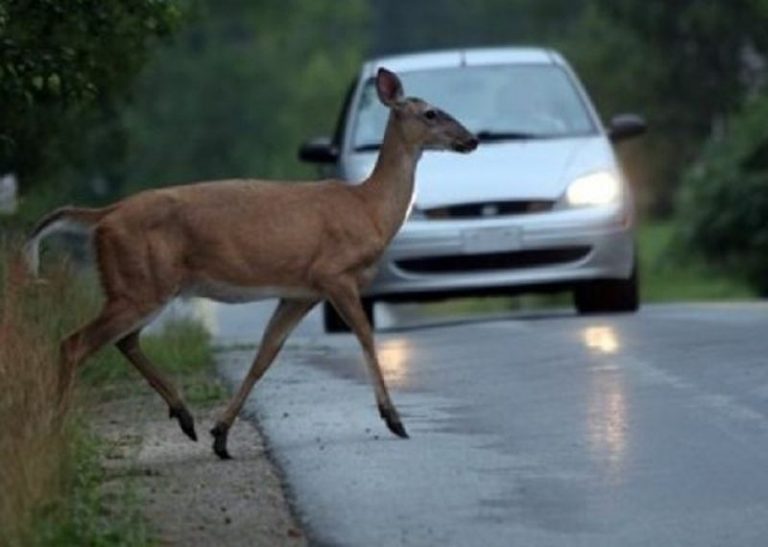 Dosar penal pentru un tânăr din Dâmbovița. A lovit cu o mașină o căprioară pe care a transportat-o ulterior într-o zonă cu vegetație înaltă