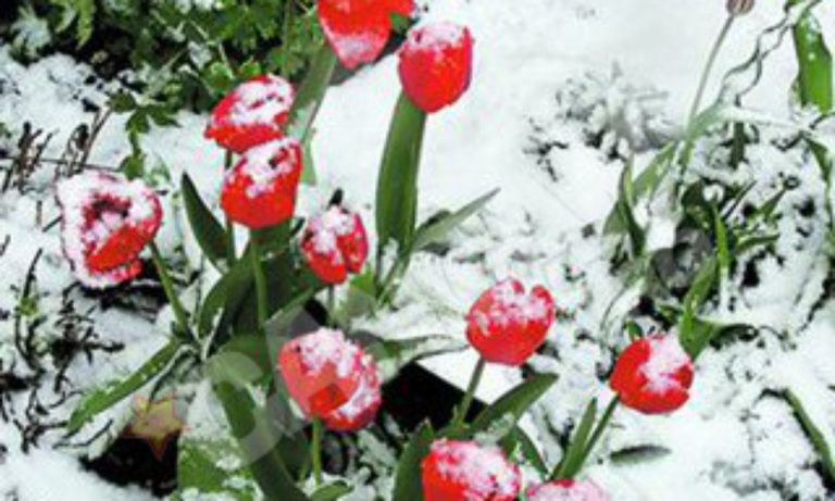 Iarna vine în martie. Val polar peste România, va fi deosebit de frig în următoarele zile