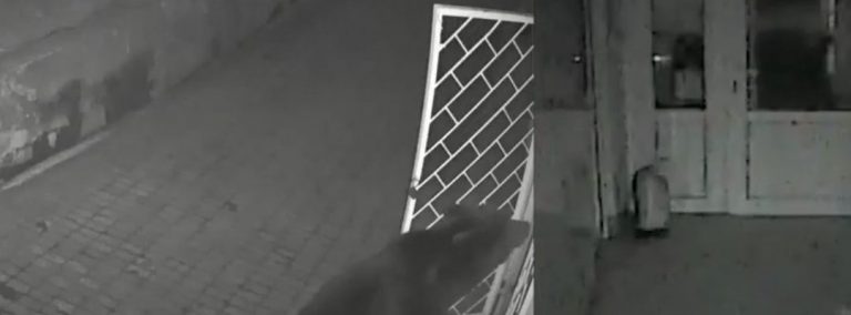 Un urs a încercat să intre în bucătăria Hotelului Peștera, în noaptea de joi spre vineri