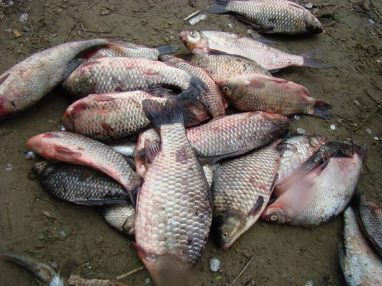 Dâmbovița: Bărbați prinși cu peste 70 de kilograme de pește braconat