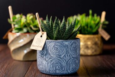 Aloe in vas de ceramica Rustic