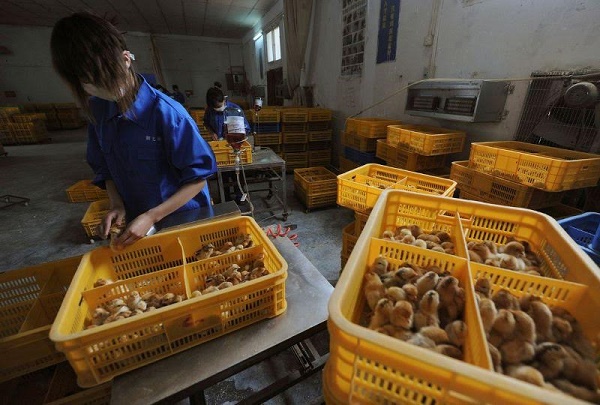 China a raportat primul caz din lume de gripă aviară cu tulpina H10N3 la om