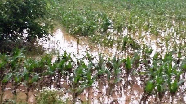 Ploile care nu mai contenesc aduc necazuri agricultorilor.  Singura veste bună vine din Bărăgan