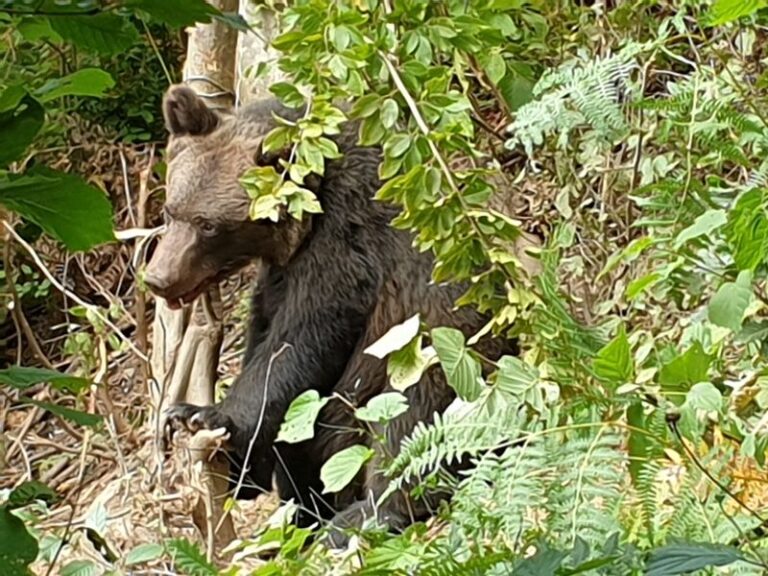 Comuna Runcu, un ținut interzis urșilor! Un alt animal a fost prins într-o capcană neautorizată. Un bărbat de 39 de ani s-a ales cu dosar penal