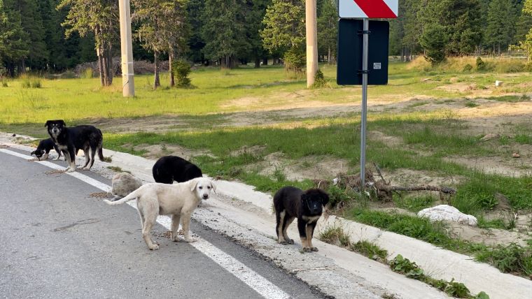 Situație îngrijorătoare în zona montană a judetului Dâmbovița! Drumețiile turiștilor, periculoase din cauza haitelor de câini maidanezi