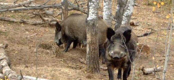 porci-mistreti-728x336