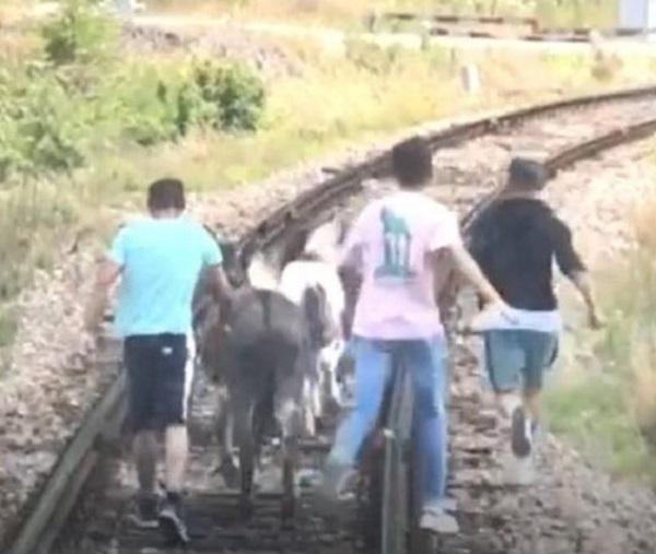 Un măgar și doi ponei au oprit un tren de călători! Când și unde s-a petrecut întâmplarea care a scos din sărite călătorii