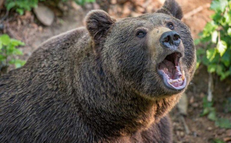 Un primar din România, atacat de urs în timp ce se afla la o partidă de vânătoare