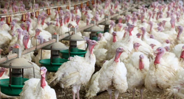 A doua fermă care comercializează produsele ”Peneș curcanul”, afectată de gripa aviară. Specialiștii din toate județele vecine cu Brașov, inclusiv Dâmbovița, în alertă și cooperare