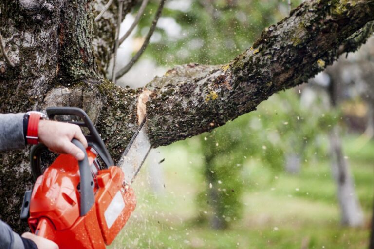 Un bărbat a murit pe loc după ce i-a căzut o creangă de copac în cap. Și-a dat ultima suflare în fața soției