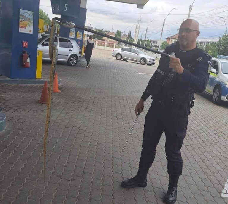 Panică într-o benzinărie, după ce un șarpe s-a încolăcit de furtunul unei pompe de alimentare! Jandarmii au intervenit de urgență