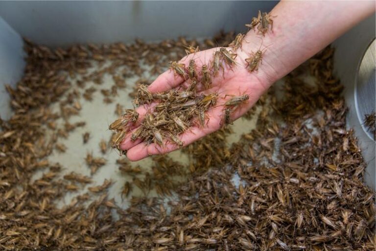 Din ciclul „ce li se mai bagă pe gât românilor”: Numite „alimente noi”, făina de insecte și specii de insecte, se vor regăsi pe rafturi separate și cu informații clare pe etichete