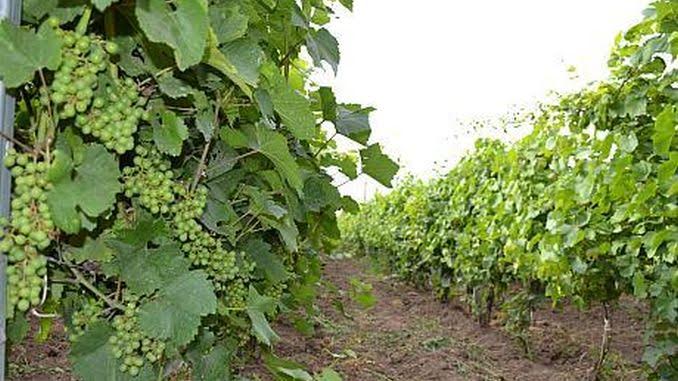 România, a patra din lume la creșterea producției de vin în 2023 și peste 500 medalii în competițiile internaționale
