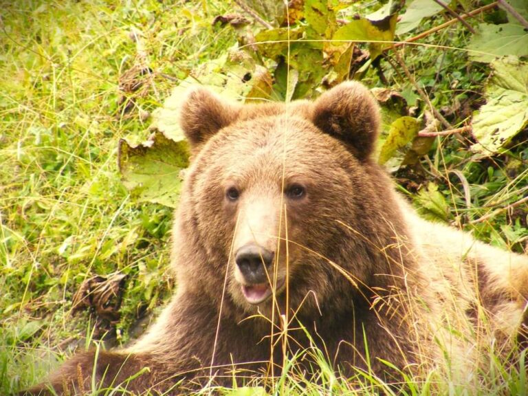 Măsuri luate de Romsilva după ce o tânără de 19 ani a fost omorâtă de un urs în Munții Bucegi