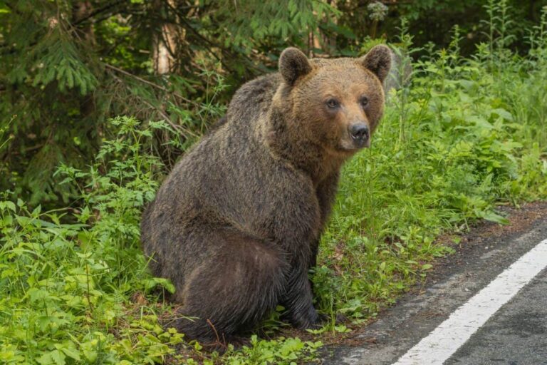 Alertă extremă, vineri seara, într-o comună din Dâmbovița! A fost semnalată prezența unui urs. Autoritățile au emis mesaj RO-ALERT