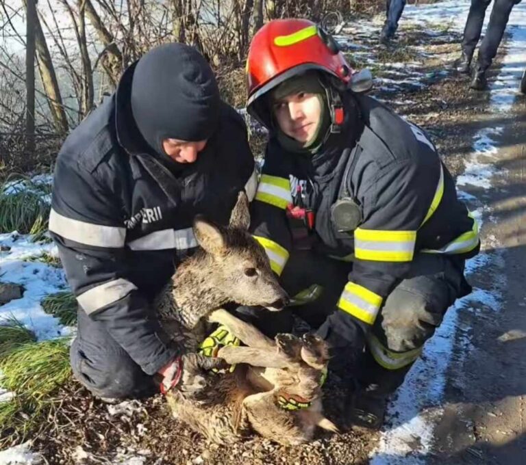 Pui de căprioară, salvat de pompieri din apa rece a unui iaz. „Sperăm că Bambi va fi bine”