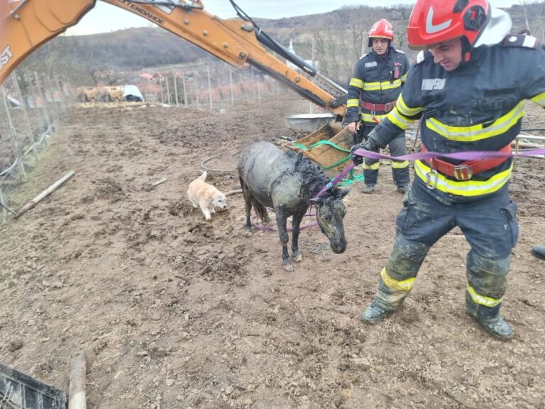 Poneiță gestantă, recuperată de pompieri dintr-o fântână adâncă de 4 metri! Misiune inedită, dar și extrem de rapidă a salvatorilor