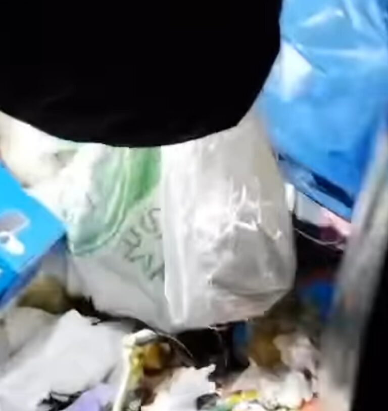 Mai mulți cățeluși au fost salvați dintr-o pubelă de gunoi. Abandonați și lăsați să înghețe