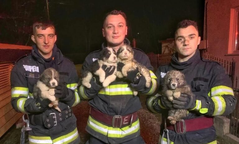 Pompierii, îngerii salvatori pentru patru cățeluși! Toți au fost ,,înfiați” de o vecină miloasă