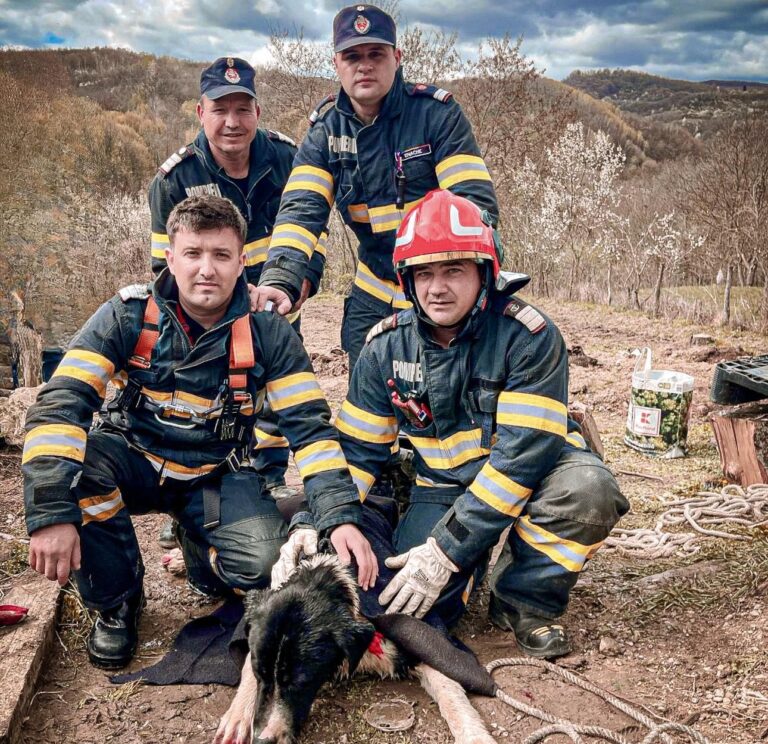Misiune încheiată cu succes! Cățel adorabil, salvat de pompieri dintr-o fântână adâncă de 20 de metri