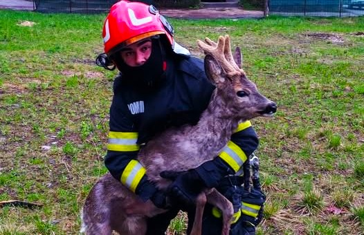 Pompierii militari, îngeri păzitori pentru un pui de cerb prins într-un gard! „Empatia nu poartă uniformă, dar se simte în fiecare gest al celor care aleg să salveze”