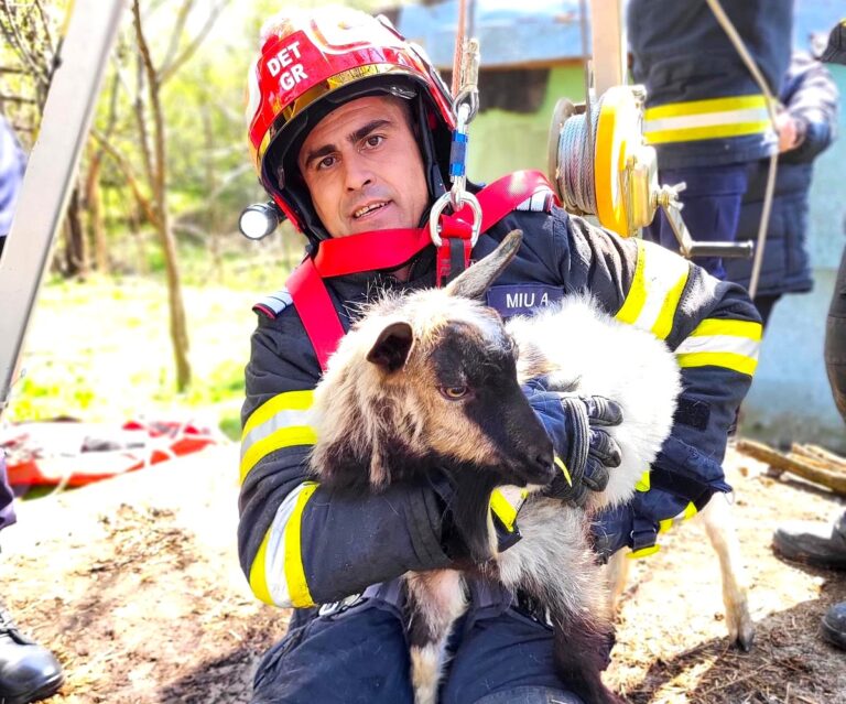 Misiune cu final fericit! Ied căzut într-o fântână adâncă, salvat de pompieri